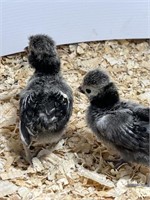 2 Unsexed-Silver Laced Polish Chicks-05/12/2024