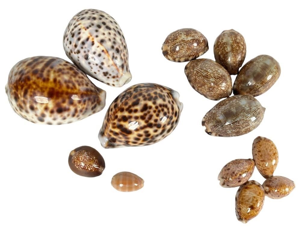 Cypraea Tigris, Arabica, Snake Head & Lynx