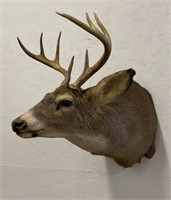 White Tail Deer Shoulder Mount