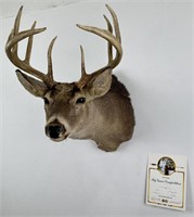 Montana Pope & Young Record Book Whitetail Deer
