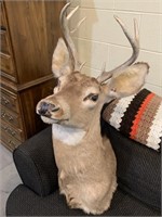 WHITETAIL DEER HEAD MOUNT