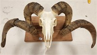 Feral Ram Skull on Wooden Plaque
