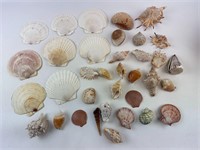 Exotic Seashell Collection