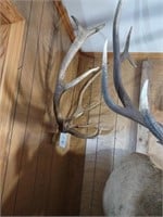Elk Antler mount. Approx 24"W, 28"T, 12.5"D. NO