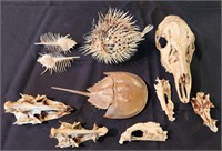 Horseshoe Crab Venus Comb Murex Skull Lot