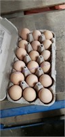 1.5 Doz Fertile Buckeye Eggs  - Show Qualtiy