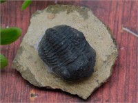 TRILOBITE ROCK STONE LAPIDARY SPECIMEN