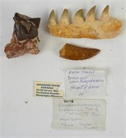 FOSSIL JAW & TOOTH GROUPING MOSASAUR