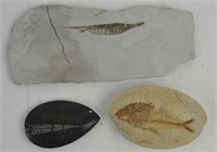 FISH FOSSIL GROUPING OF 3