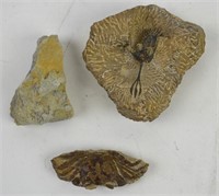 FOSSIL GROUPING OF 3 PIECES