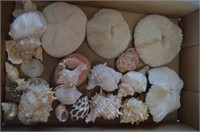 (2-Flats) of Seashells