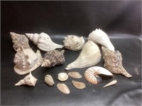 Box Lot of Conch and Sea Shells