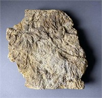Crinoid Fossil Specimen plate