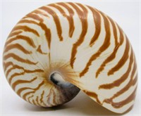 3.5" Tiger Striped Nautilus Sea Shell