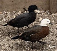 Pair Paradise Shelducks-3yrs, euro imports