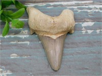 SHARK TOOTH ROCK STONE LAPIDARY SPECIMEN