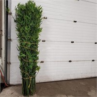 8.5 foot tall Faux Bamboo, plastic   -Y