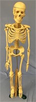 Doctors office replica skeleton   (g 22)