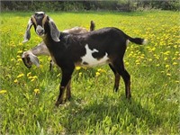 Doeling-Unregistered Nubian Goat-6 months, tested