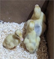 3 Unsexed-Call Ducklings-Assorted colors