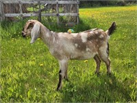 Doeling-Unregistered Nubian Goat-5 months, tested