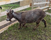 Nanny-Pygmy Goat