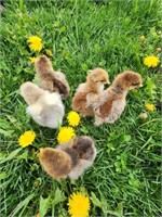 5 Unsexed-Standard Brahma Chicks-Asst. Colors