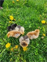 5 Unsexed-Standard Brahma Chicks-Asst. Colors