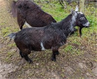 Nanny-Pygmy Goat- Should be expecting