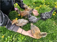 6 Unsexed-Barnyard Assorted Chicks
