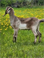 Buckling-Unregistered Nubian Goat-Born in march
