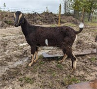 Nanny-Lamancha Goat-2 years old