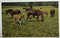Vintage RPPC Postcard Horse Heaven!