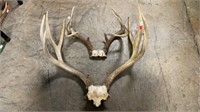 2 Sets of Deer Antlers, 15 & 24in. Wide