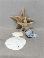 Starfish, Sand Dollar, Seashell