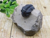 TRILOBITE ROCK STONE LAPIDARY SPECIMEN