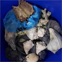 Large plastic tub full of sea shells along