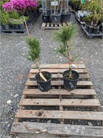 2 Austrian Pine