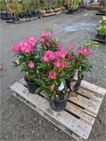 4 Holden Rhododendron