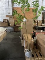 FALSE TREE PLANT ** APPEARS NEW **