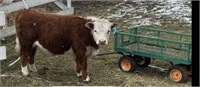 Heifer-Miniature Hereford-2023 born