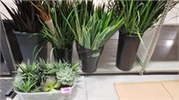 5 Bundles of Asstd Foliage in Plastic Pots