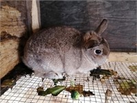 1 Holland Lop Doe, 6 months