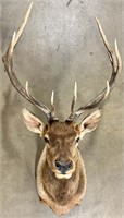 Large Taxidermy Mounted Elk Trophy