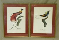 Fine Jacques Barraband Colored Bird Engravings.