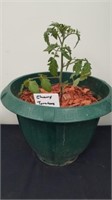 10 inch pot with cherry tomato plant