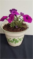 6-inch planter with petunias