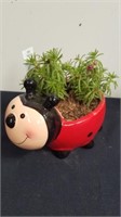 3 in ladybug planter with happy hour pink passion