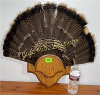 Rio Grande Turkey Tail Feather European mount