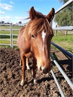 (NSW) PIPPA - ASH FILLY